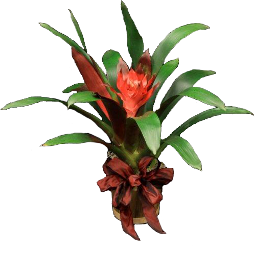 Bromeliad Plant