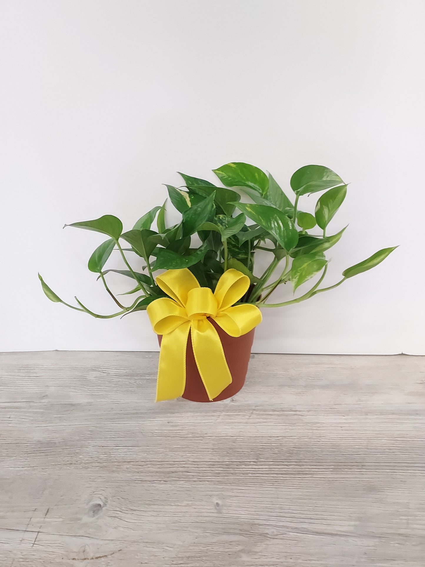 Plant - Designers Choice Houseplant
