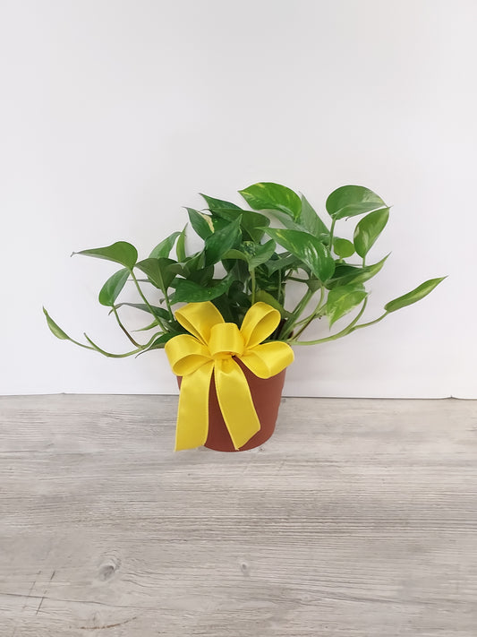 Plant - Designers Choice Houseplant
