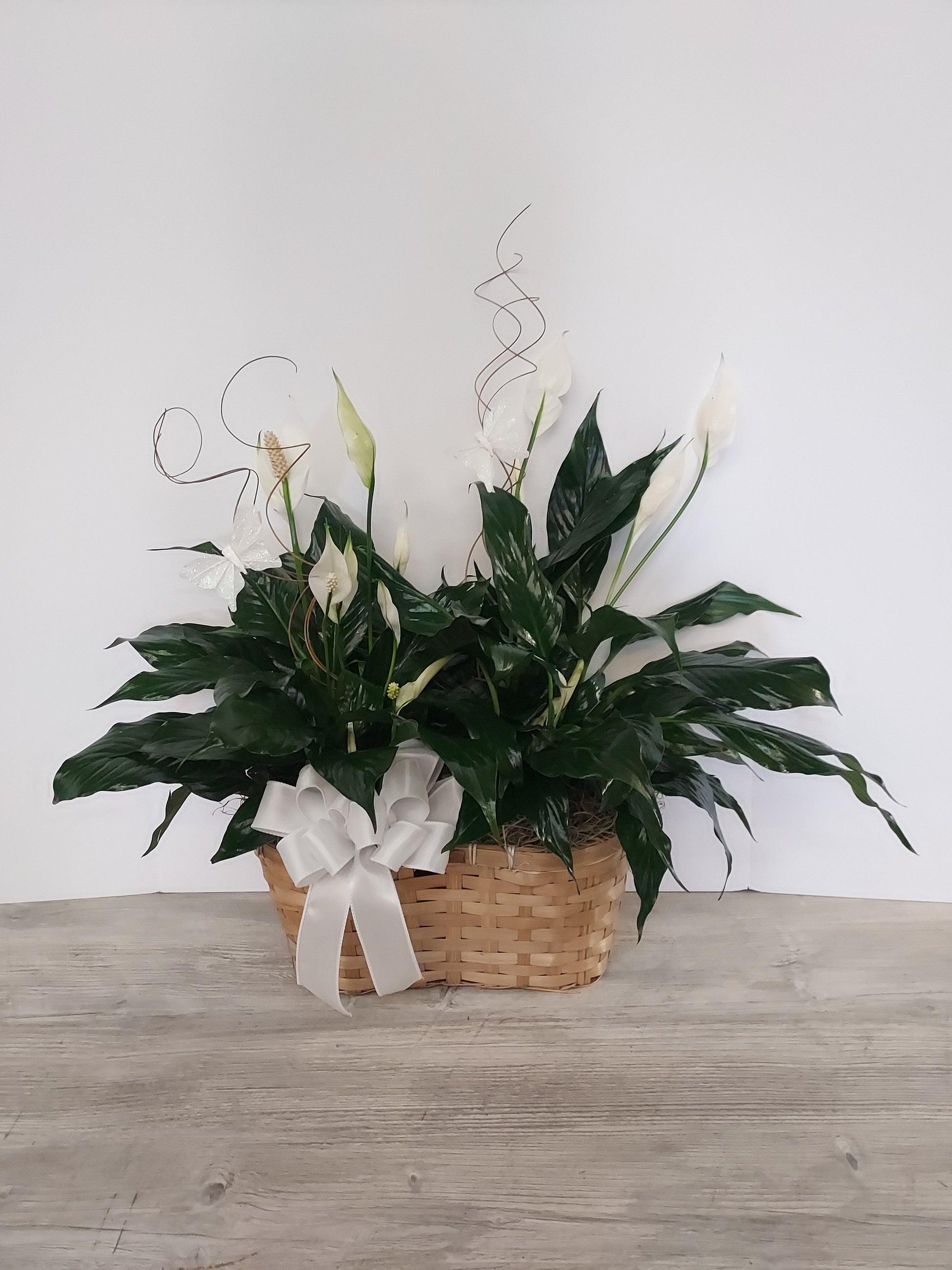 peace lily for funeral Plant