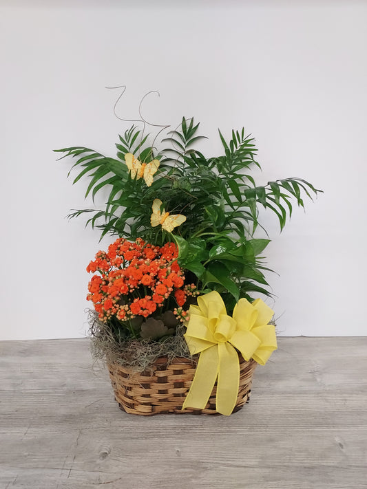 Plant - Triple Plant Basket